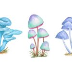 مجیک ماشروم