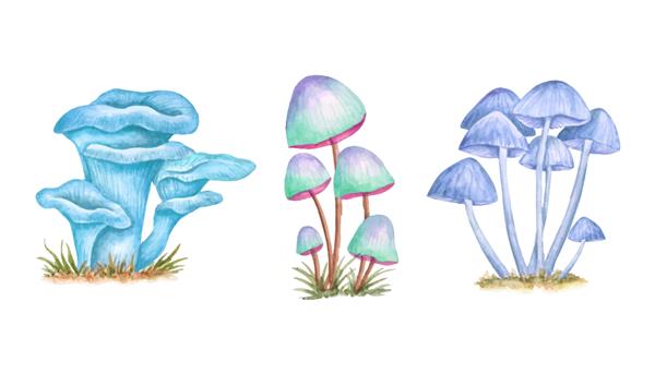 مجیک ماشروم